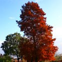 Taxodium distichum automne (2)
